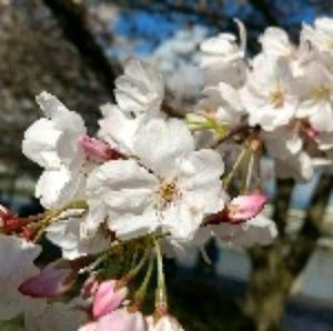 Meet your Posher, Anhthu